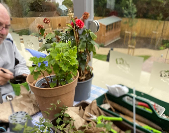 man potting plants in pots with various types of plants visible through a window in a gardening setting featuring three different plant species