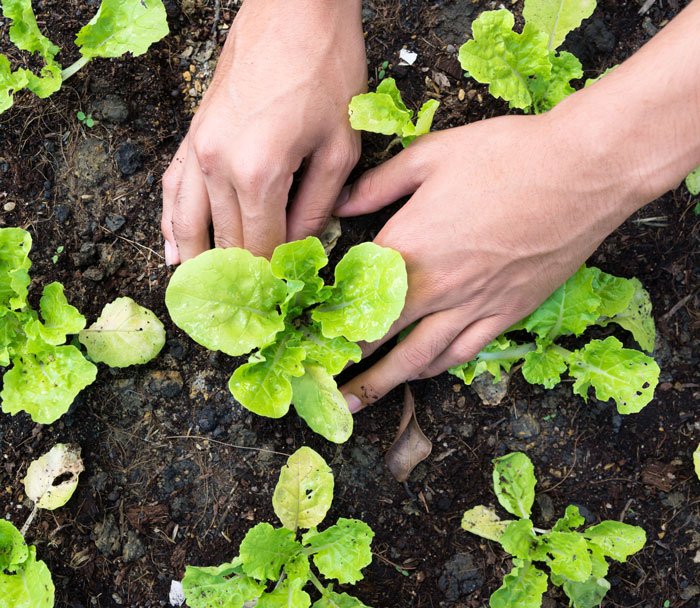 A person planting lettuce