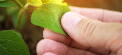 hand gently touching green leaf reflecting healthy plant growth