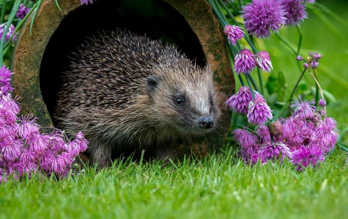 A hedgehog in a garden